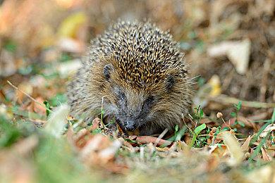 Valve员工人均收入远高于其他知名科技公司